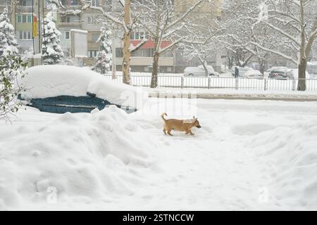 Ein kleiner brauner Hund spaziert durch den tiefen Schnee in einer Stadt nach einem schweren Wintersturm, mit einem Auto, das unter Schneetreiben und schneebedeckten Bäumen vergraben ist Stockfoto