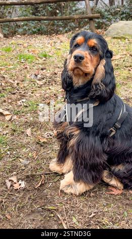 Ein Porträt eines englischen Cocker Spaniel-Hündchens, mit schwarzen und braunen Farben, in einer natürlichen Umgebung sitzend. Stockfoto