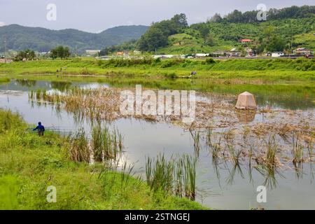 Goesan County, Südkorea - 10. September 2020: Ein einheimischer Fischer waten durch die flachen Gewässer des Seonghwang Stream, umgeben von Schilf und A Stockfoto