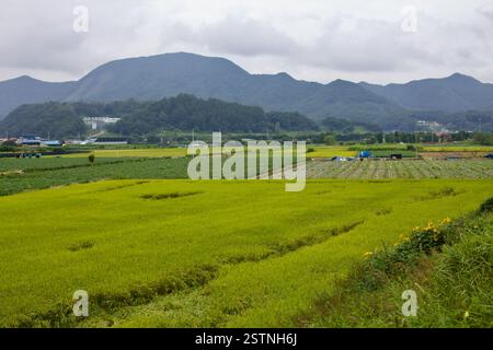 Goesan County, Südkorea - 10. September 2020: Ausgedehnte Reisfelder und landwirtschaftliche Flächen erstrecken sich über das Tal mit sanft geschwungenem Gebirgsformin Stockfoto