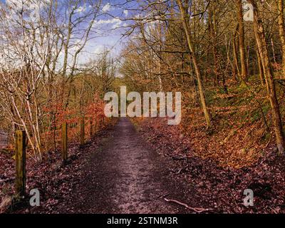 Alte Wälder im Forest of Dean Stockfoto