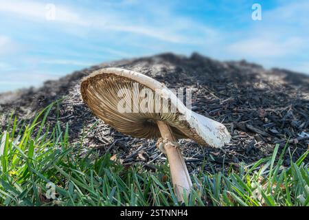 Nahaufnahme des Chlorophyllum molybdites Pilzes Stockfoto