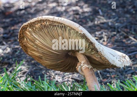 Nahaufnahme der Unterseite eines Chlorophyllum molybdites Pilzes Stockfoto