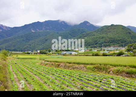 Goesan County, Südkorea - 10. September 2020: Ein üppig grünes Ackerland erstreckt sich über das Tal mit gepflegten Kulturen, traditionellen Häusern und Stockfoto
