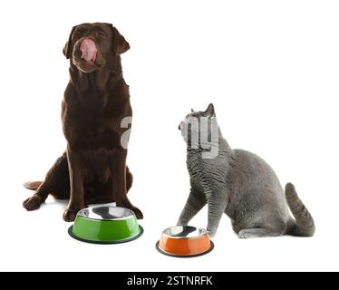 Katze und Hund mit leeren Schüsseln auf weißem Hintergrund. Tierfutter Stockfoto