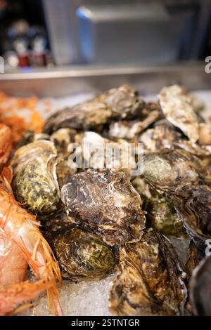Frisch geschlossenen Austern auf Zähler mit Eis Stockfoto