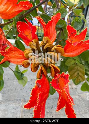 Afrikanische Tulpenblüte (Spathodea campanulata) auf Teneriffa. Stockfoto