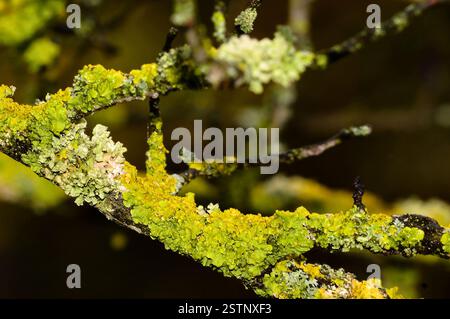 Verschiedene Arten von Flechten auf demselben Baumzweig Stockfoto