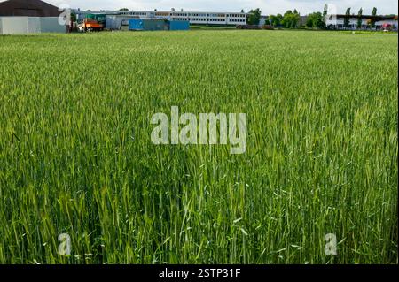 Ein großes Feld junger Weizenpflanzen mit landwirtschaftlichen Gebäuden und Ausrüstung im Hintergrund, Deutschland, Europa. Stockfoto