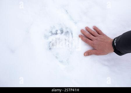 Vergleich von männlicher Wanderhand und einer großen Bärenbahn im frischen Pulverschnee beim Wandern im Urwald Kocevski rog in Dolenjska, slowenien Stockfoto