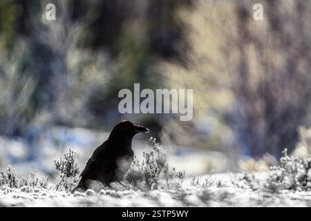 Rabe (Corvus corax) ein kalter Wintertag in Südnorwegen. Stockfoto
