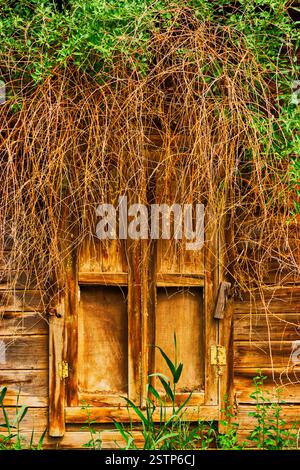 Holzfenster mit geschlossenen Splittern aus verwittertem Holz mit einem Haufen wilder Trauben in Astrakhen Russland Stockfoto