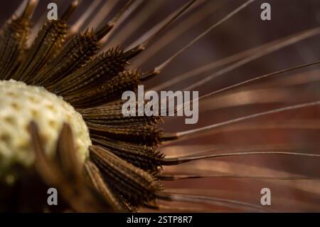 Makrofoto einer Löwenzahn-Blume, hergestellt mit einer Nikon D3200 und einer Venus Laowa 60 mm Makrolinse im Mai 2023, Außenseiter in meinem Garten. Stockfoto