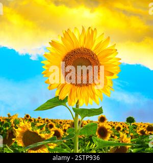 Reife Sonnenblume am blauen Himmel an einem sonnigen Tag. Wunderschöner Blick auf das Sonnenblumenfeld in den Farben der ukrainischen Flagge in der Nähe der Stadt Mariupol Stockfoto
