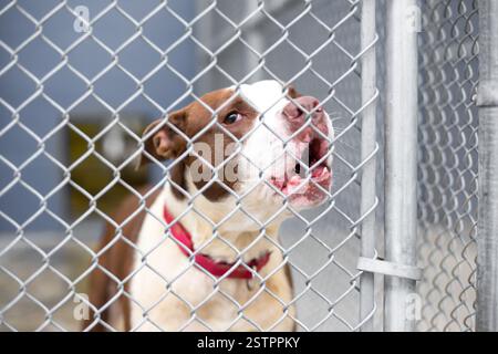 Ein trauriger Pit Bull Terrier Mischhund in einem Tierheim-Zwinger Stockfoto
