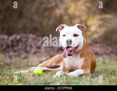 Ein rot-weißer Pit Bull Terrier Mischhund liegend und keuchend Stockfoto