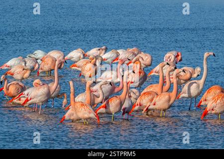 Große Flamingoherde (Phoenicopterus roseus) und chilenische Flamingos (Phoenicopterus chilensis), die im Winter im See ruhen, Zeeland, Niederlande Stockfoto