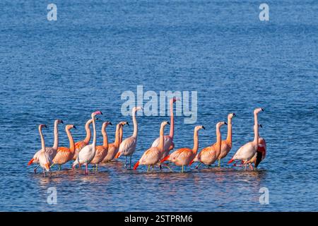 Große Flamingoherde (Phoenicopterus roseus) und chilenische Flamingos (Phoenicopterus chilensis), die im Winter im See ruhen, Zeeland, Niederlande Stockfoto