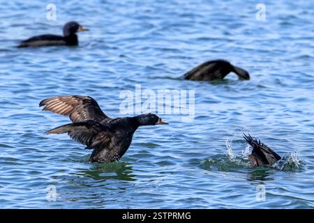 Herde gemeiner Scoter (Melanitta nigra) erwachsene männliche Meeresenten / Seeteuten Tauchen und Flügeln entlang der Nordseeküste im Winter. Digitale Kompo Stockfoto