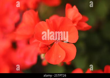 Nahaufnahme einer natürlichen, hellroten Geranienblume auf einem unscharfen grünen Hintergrund, mit Fokus auf eine Blume und andere Blumen außer Fokus Stockfoto
