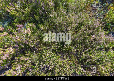 Heidekraut blüht inmitten üppiger grüner Vegetation, beleuchtet durch Sonnenlicht in der Natur, Blick von oben. Eine ruhige und malerische florale Umgebung repräsentiert Stockfoto