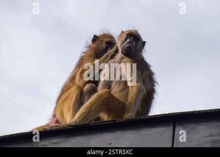 Ein Paar Kap-Paviane, auch bekannt als Chacma-Paviane, pflegen sich auf dem Dach der Hwange Safari Lodge in Simbabwe, 2018 Credit: Vuk Valcic / Alamy Stockfoto