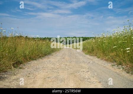 Eine unbefestigte Straße durch einen Sommer Feld ausdehnen in die Ferne. Stockfoto