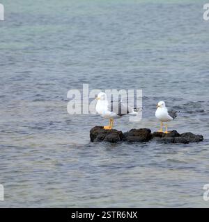Zwei Gelbbeinmöwen (Larus michahellis) auf einem Felsen. Vom Dezember 2024 Stockfoto