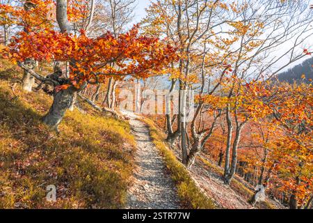 Der Weg schlängelt sich durch einen atemberaubenden Herbstwald, gesäumt von Bäumen mit farbenfrohen orange-gelben Blättern. Sonnenlicht filtert durch die Äste und beleuchtet den vorausfahrenden Weg. Stockfoto