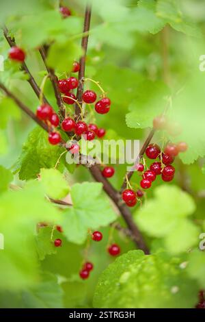 Reife Stachelbeere im Busch Stockfoto