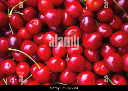 Geerntete Kirschen, Kirschhaufen Stockfoto