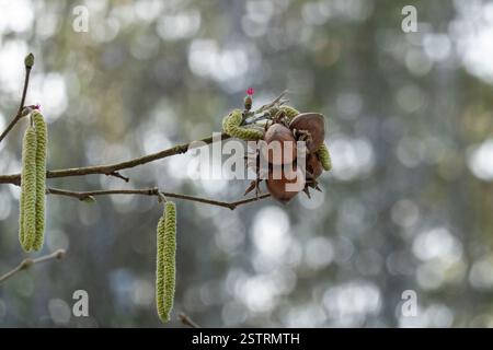 Männliche gelb-grüne Katzinen, weibliche rote Blüten und Nüsse des letzten Jahres eines Haselbaums, im Winter Stockfoto