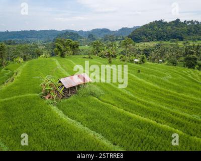 Kleine Hütte in der Mitte der Reisfelder Luftaufnahme Stockfoto