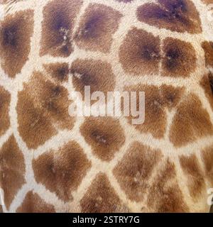 Detaillierte Nahaufnahme des einzigartigen Pelzmusters einer Giraffe mit braunen Patches und weißen Linien. Stockfoto
