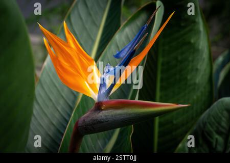 Paradiesvogel/Kranblume (Strelitzia reginae) Flor del paraiso Stockfoto