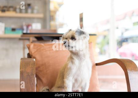 Hund so süß gemischte Rasse mit Shih-Tzu, Pommern und Poodle auf dem Stuhl und suchen und warten etwas, das Interesse am Café oder Restaurant hat Stockfoto