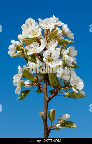 Rote Bartlett-Birnenblüten. Pyrus communis. Cox Arboretum, Dayton, Ohio, USA. Stockfoto