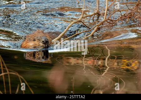 Ein wilder nordamerikanischer Biber (Castor canadensis) trägt einen Ast, der in einem Bach über die Wasseroberfläche schwimmt. Stockfoto