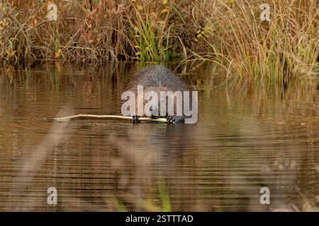 Ein wilder nordamerikanischer Biber (Castor canadensis) sitzt im Wasser und hält einen Ast, der an ihm knabbert, um die Rinde mit seinen Zähnen zu entfernen. Stockfoto