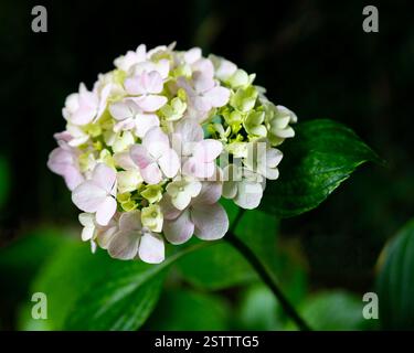 Rosa Hortensie Blumen Stockfoto