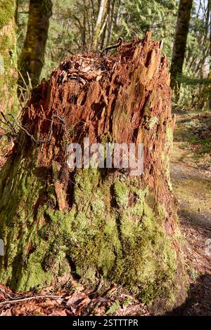 Ein großer Baumstumpf mit Moos, der darauf wächst. Stockfoto