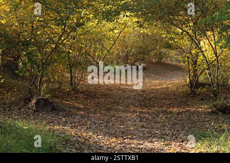 Virginia, USA Pfad in einem Laubwald Ende Oktober. Stockfoto