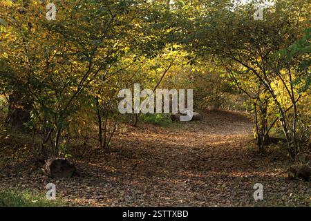 Virginia, USA Pfad in einem Laubwald Ende Oktober. Stockfoto