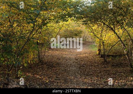 Virginia, USA Pfad in einem Laubwald Ende Oktober. Stockfoto