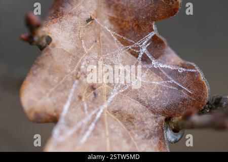 Braunes Blatt englischer Eiche (Quercus robur), Spinnfaden mit gefrorenen Wassertropfen im Winter, Detail, Makro, Nahaufnahme, filigrane Struktur, flaches DE Stockfoto