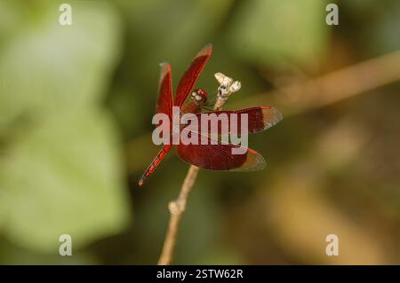 Rote Libelle Libelle die rote Libelle (Neurothemis fulvia) sitzt mit vier Flügeln auf einem kleinen Zweig, Luzon Island, Philippinen, Asien Stockfoto