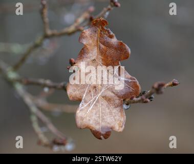 Braunes Blatt englischer Eiche (Quercus robur), Spinnfaden mit gefrorenen Wassertropfen im Winter, Detail, Makro, Nahaufnahme, filigrane Struktur, flaches DE Stockfoto
