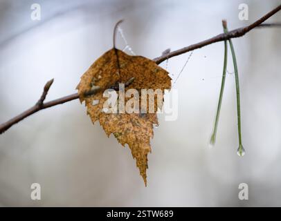 Gelbes Blatt einer Moorbirke (Betula pubescens) und Nadeln der Schottenkiefer (Pinus sylvestris) hängen an einem Ast, Detail, Makro, Nahaufnahme, filigrane Stru Stockfoto
