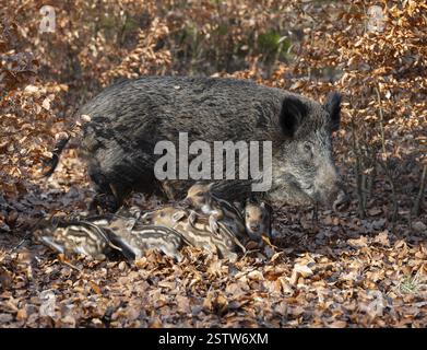 Wildschwein, Wildschwein (Sus scrofa), eine Wildziege und Jungschweine, die im Wald Nahrung suchen, Deutschland, Europa Stockfoto