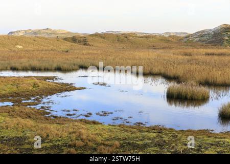 Grundwasser bildet kleine Teiche in der Dünenlandschaft in Norderney, Niedersachsen, Deutschland, Europa Stockfoto
